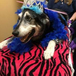 Meet your Posher, Izzie